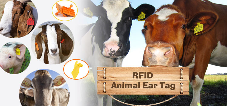 rfid-vat-nuoi