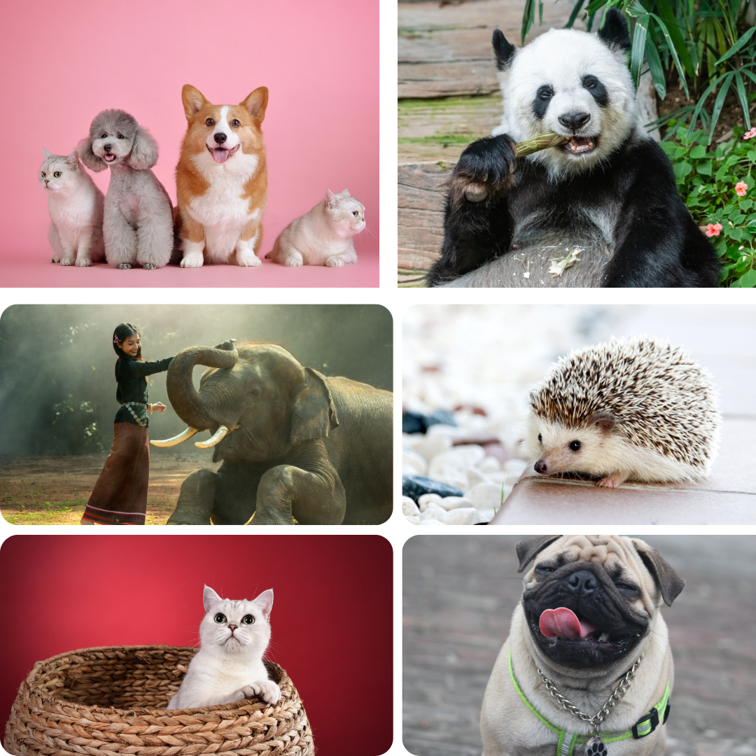 Theo Dõi Và Nhận Dạng Động Vật RFID DONG-VAT