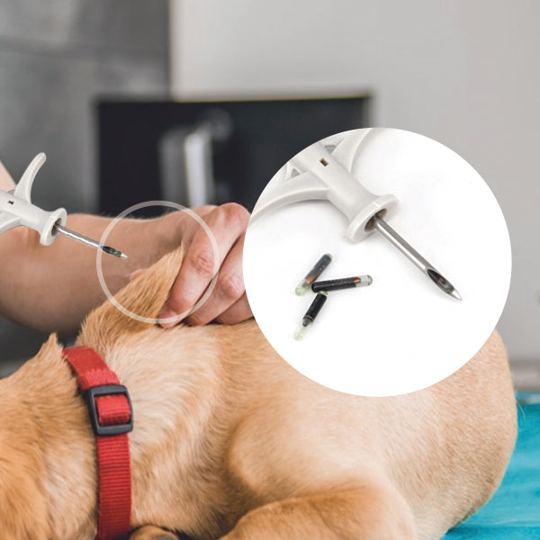 Theo dõi và nhận diện động vật qua công nghệ RFID rfid-chan-tai