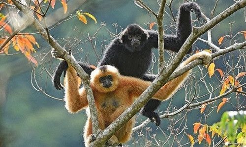 ỨNG DỤNG CÔNG NGHỆ TRONG BẢO TỒN ĐỘNG VẬT vuon