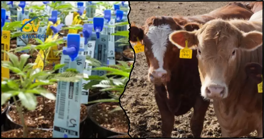 RFID TRONG NÔNG NGHIỆP: QUẢN LÝ CÂY TRỒNG VÀ GIA SÚC